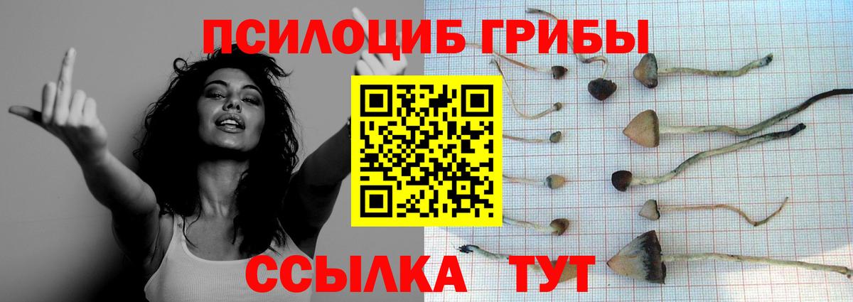 Галлюциногенные грибы Psilocybine cubensis Зеленокумск
